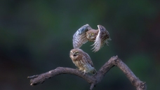 ӥ������