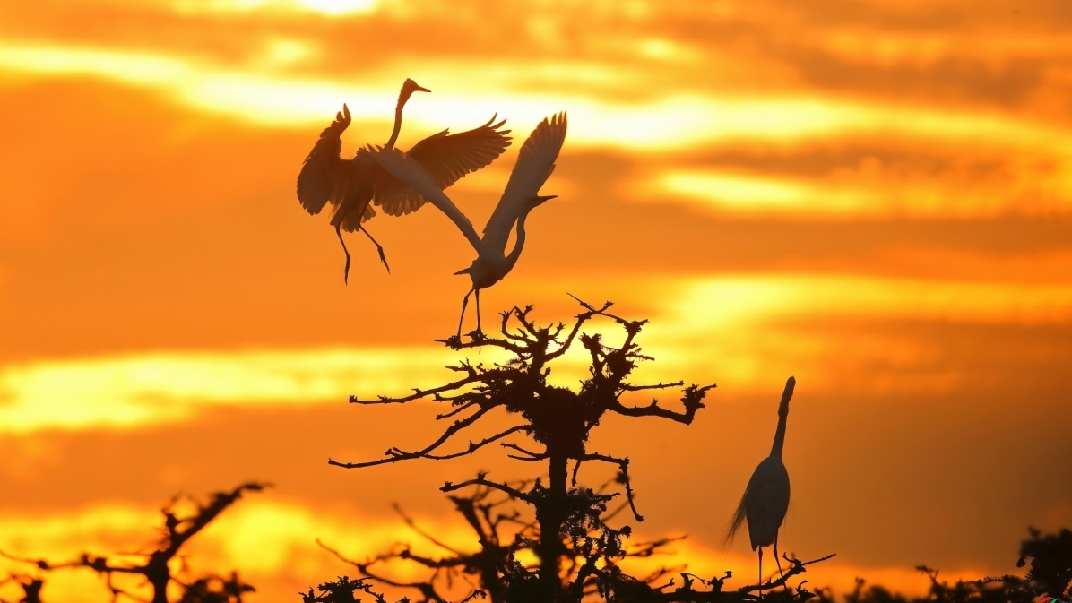 ����Ϧ��