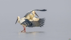 Ϊ������