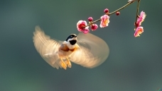 ӭ�´���ף����ʦ��Ʒ�ٻ������������