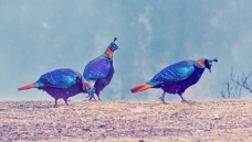 ��β����.���ֵ�