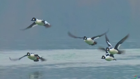 ѧ���ź����