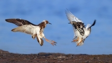 ������----Ϊ��ض�ս