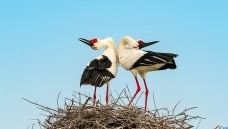 ��ʾ����