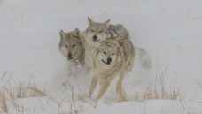 ���ֵܡ����������