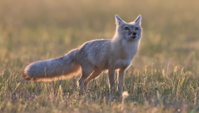 ��ɫ��ԭ�ϵ�����ʫƪ