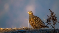 �ƺ�����