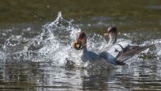 ����׷��