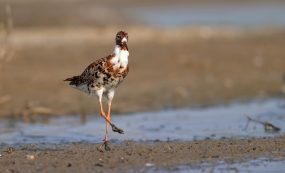 ���ǿ ��һֻ���˵�������