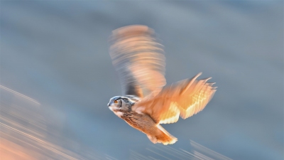 ������ţ�