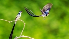 ����һһ��βά��ȸ