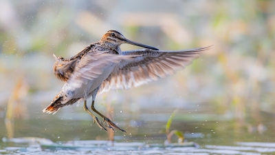 ���貨һ˲��