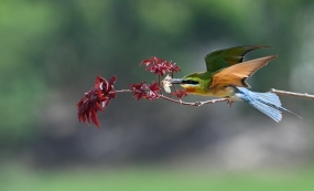 ������������ɫ���飺�����仢�Ĵ�������