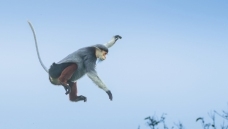 ���Ȱ���Ҷ��