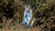 �۾�����