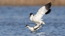 ���Ĺ���