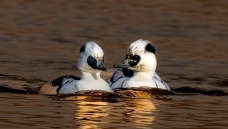 ��ϡ��è��