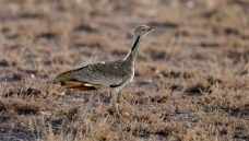 ���ػ�Į�е�����