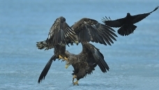 �������ֲ����´󡷡� ��β��������ѻ