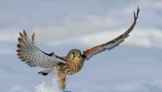 ����ӥ��