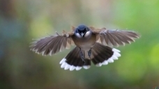 ��ͷ����