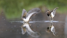 ��ز����ַ�