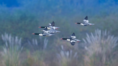 �������ɳѼ