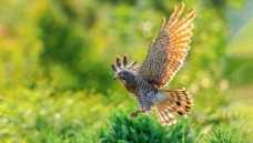 �������