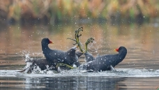 ��צ����