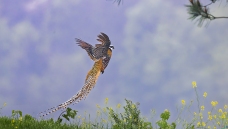 �׹ڳ�β��---��������硷