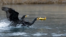 ����׷��