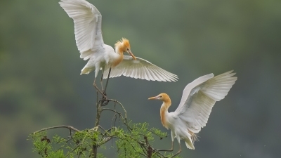 �Ӹ�����