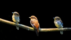 ������˼