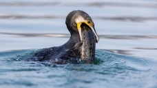 水鸟作者:爱好者jn出浴作者:卿本布衣~~~添磚加瓦~~~作者:tony1611