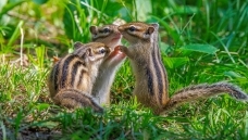 ��������һ��ͯ�ڡ�