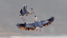 ��Ľ��������