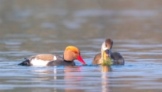 ������Դ��