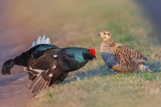 "�ݵ�ʯ��ȹ��"