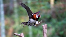 �׾���β��