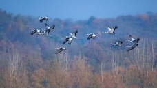 ����һ��