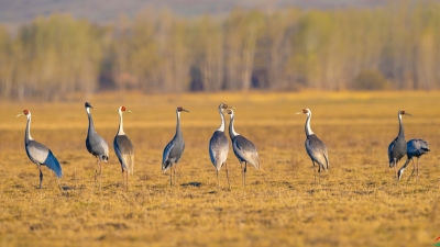 ��ԭ�ϵİ�����