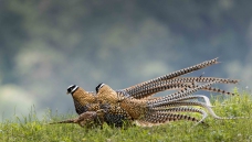 ����ȼ��