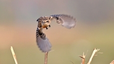 �޾�����