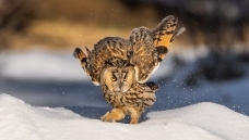 è������