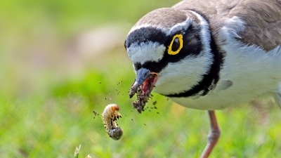 ����a����ʳ