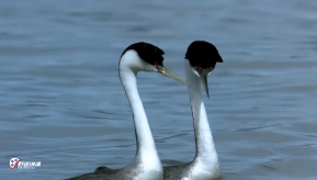 ��յ����� ˮ�������