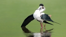 ���������