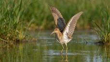 ����