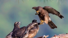 �鳲����