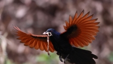 ���ֳ�ѻ�顿